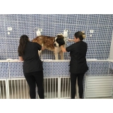 quanto custa consulta veterinária para animais idosos Itaquera