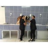 quanto custa consulta veterinária para cães e gatos São Caetano do Sul