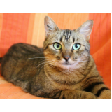 vacinação para gatos Diadema