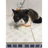 Vacinação para Animais de Estimação