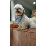 Vacinação para Cães