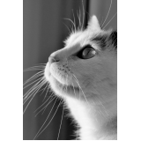Vacinar Animais contra Raiva