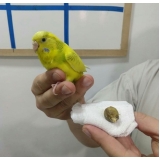 Vacinas para Animais Silvestres
