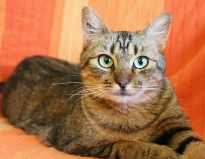 Vacinação para Gatos São Caetano do Sul - Vacina Veterinária Importada