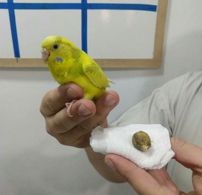 vacinas-para-animais-silvestres